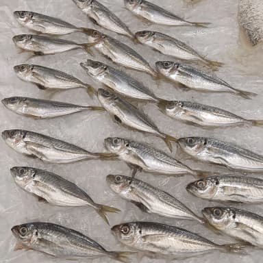 Anchovy