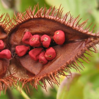 Annatto