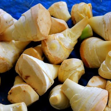 Bamboo shoot