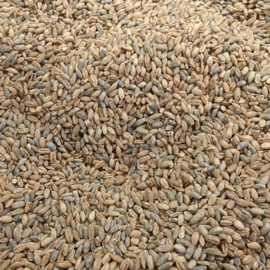 Barley
