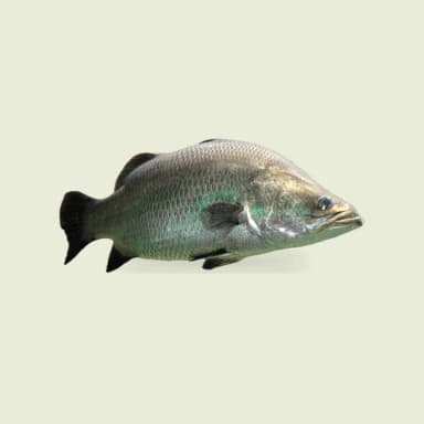 Barramundi
