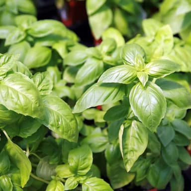 Sweet basil