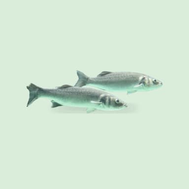 Bass