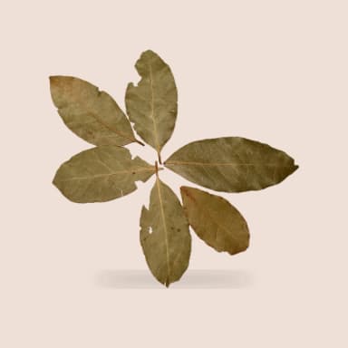 Bay leaf