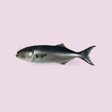 Bluefish