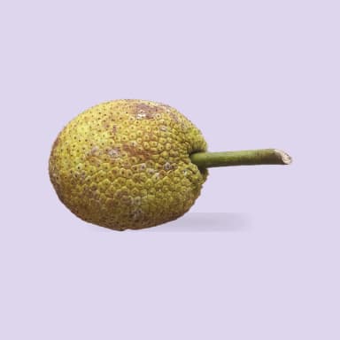 Breadfruit