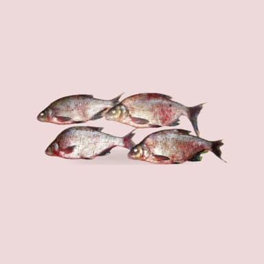 Bream