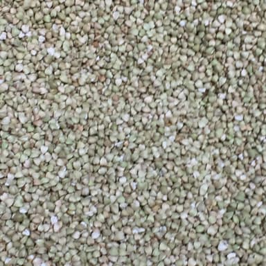 Common buckwheat