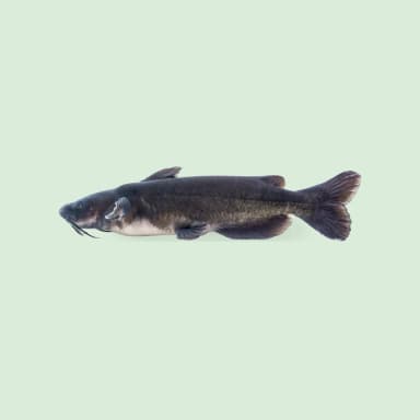 Catfish