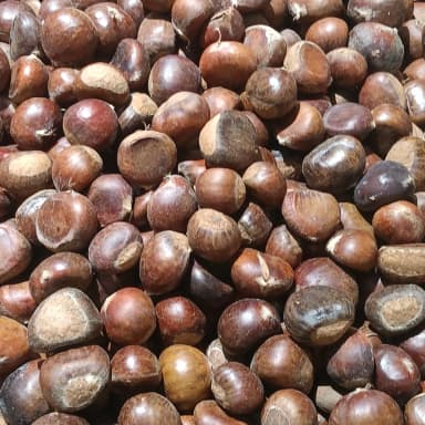 Chestnut