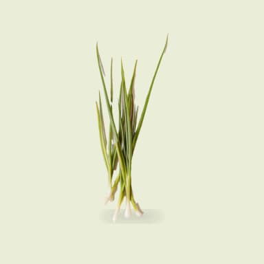 Chives