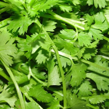 Cilantro
