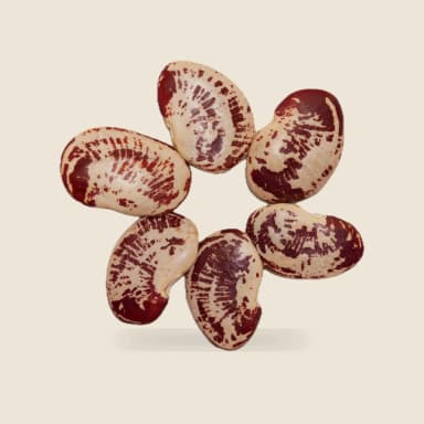 Common bean