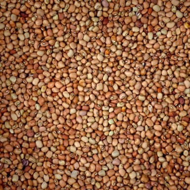 Cowpea