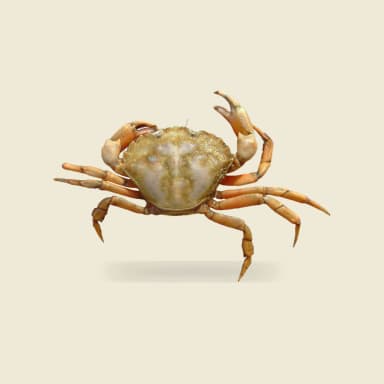 Crab