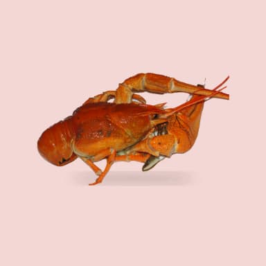 Crayfish