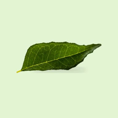 Curry leaf