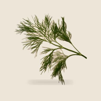 Dill