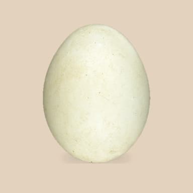 Duck egg