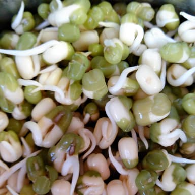 Edible sprouts
