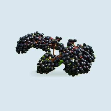 Elderberry
