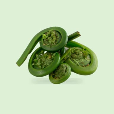 Fiddlehead fern