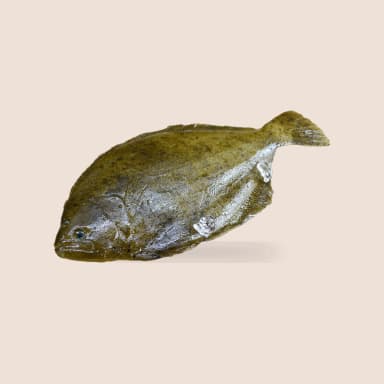 Flatfish