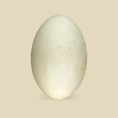 Goose egg