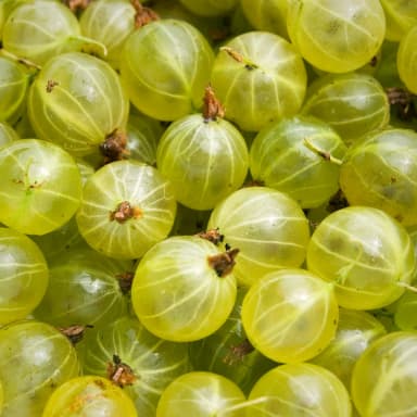 Gooseberry