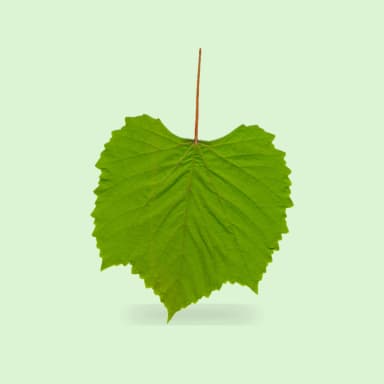 Grape leaves