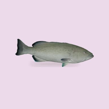 Grouper