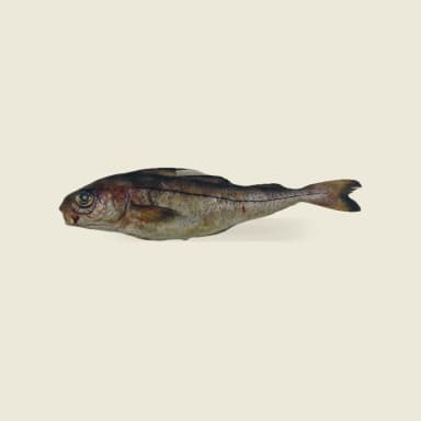 Haddock