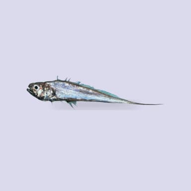 Hake