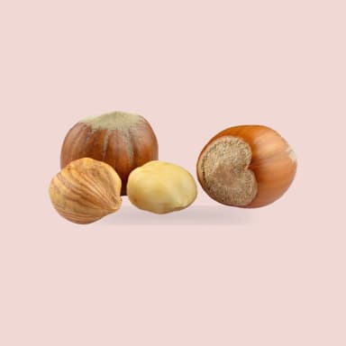 Hazelnut