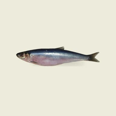 Herring