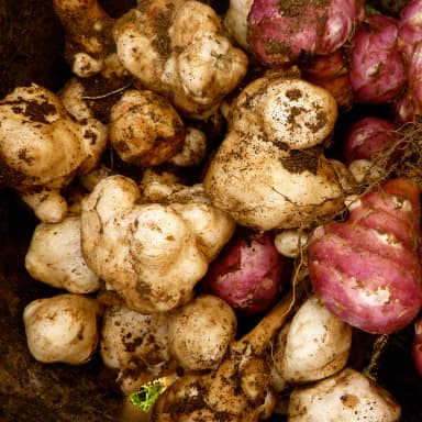 Jerusalem artichoke