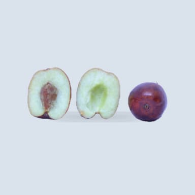 Chinese jujube
