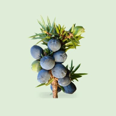 Juniper berry