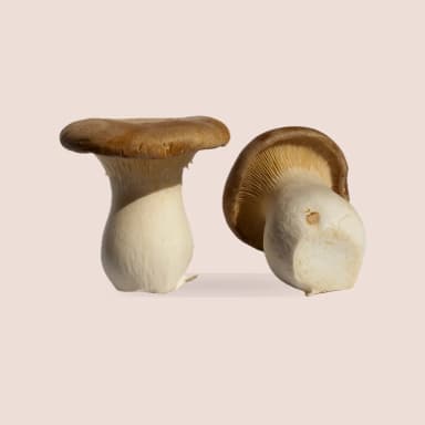King oyster mushroom