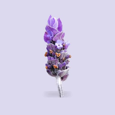 Lavender