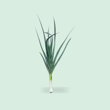 Leek