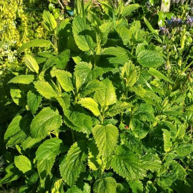 Lemon balm