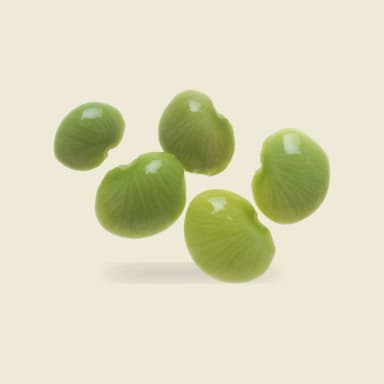 Lima bean