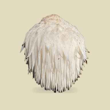 Lion's mane mushroom
