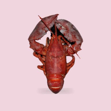 Lobster