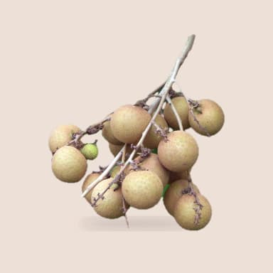 Longan