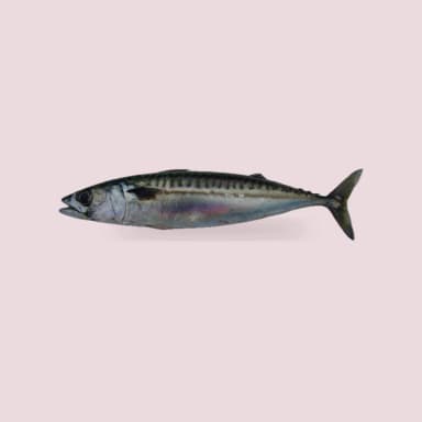 Mackerel
