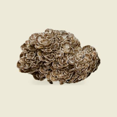 Maitake