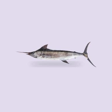 Marlin