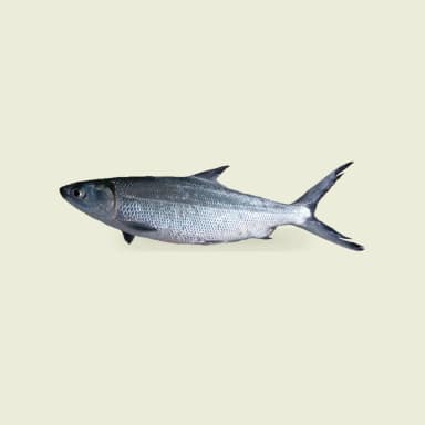 Milkfish